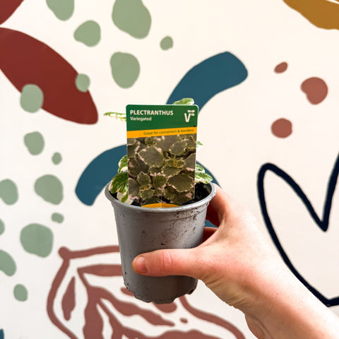 Plectranthus 'Variegated' - British Grown - Sprouts of Bristol