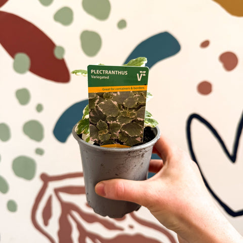 Plectranthus 'Variegated' - British Grown - Sprouts of Bristol