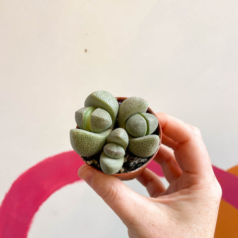 Pleiospilos nelii - Living Granite - Sprouts of Bristol