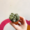 Pleiospilos nelii - Living Granite - Sprouts of Bristol