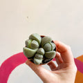 Pleiospilos nelii - Living Granite - Sprouts of Bristol