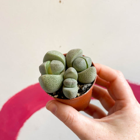 Pleiospilos nelii - Living Granite - Sprouts of Bristol