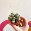 Pleiospilos nelii - Living Granite - Sprouts of Bristol