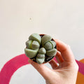 Pleiospilos nelii - Living Granite - Sprouts of Bristol