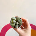 Pleiospilos nelii - Living Granite - Sprouts of Bristol