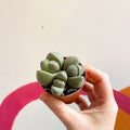 Pleiospilos nelii - Living Granite - Sprouts of Bristol