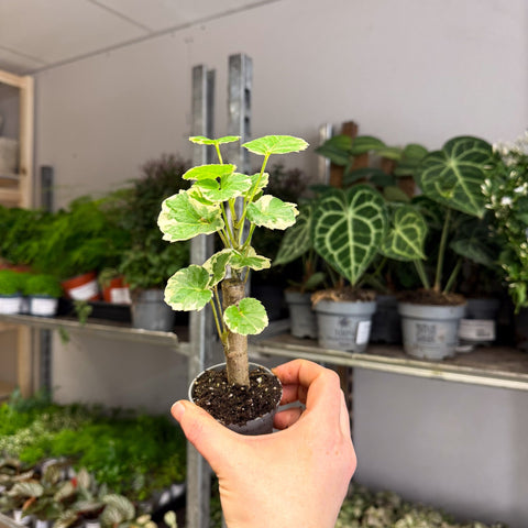 Polyscias balfouriana – Balfour Aralia - Sprouts of Bristol