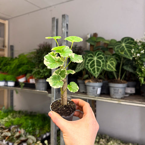 Polyscias balfouriana – Balfour Aralia - Sprouts of Bristol