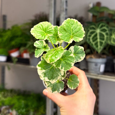 Polyscias balfouriana – Balfour Aralia - Sprouts of Bristol