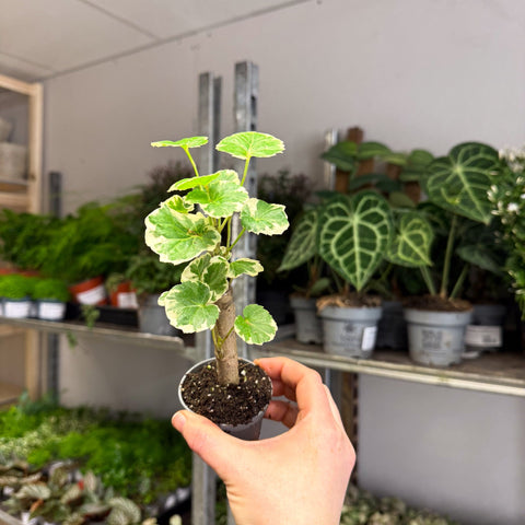 Polyscias balfouriana – Balfour Aralia - Sprouts of Bristol