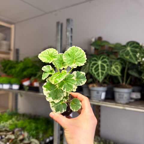 Polyscias balfouriana – Balfour Aralia - Sprouts of Bristol