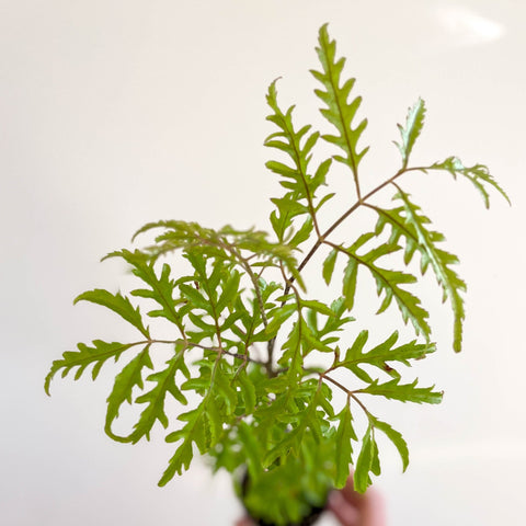 Polyscias filicifolia - Fern - leaf Aralia - Sprouts of Bristol