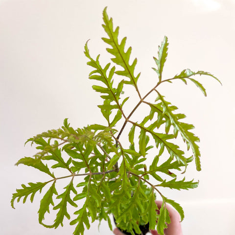 Polyscias filicifolia - Fern - leaf Aralia - Sprouts of Bristol