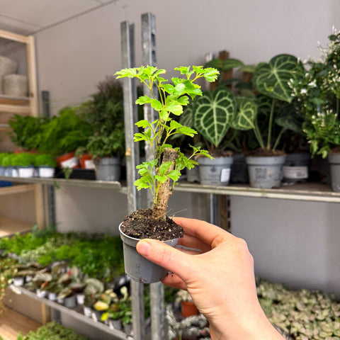 Polyscias fruticosa 'Elegans' - Parsley Aralia - Sprouts of Bristol