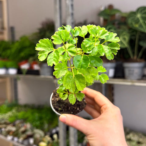 Polyscias fruticosa 'Elegans' - Parsley Aralia - Sprouts of Bristol