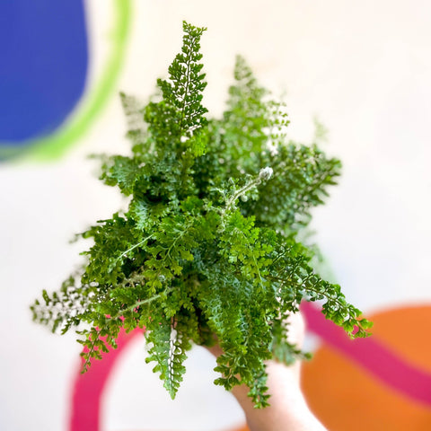 Polystichum setiferum 'Plumosum Densum' - Soft Shield Fern [Hardy Evergreen] - Sprouts of Bristol