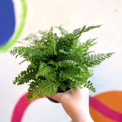 Polystichum setiferum 'Plumosum Densum' - Soft Shield Fern [Hardy Evergreen] - Sprouts of Bristol