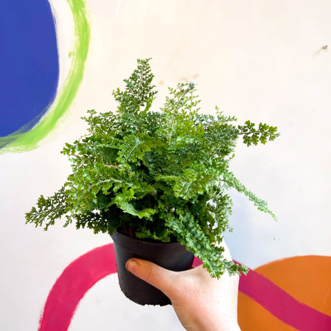 Polystichum setiferum 'Plumosum Densum' - Soft Shield Fern [Hardy Evergreen] - Sprouts of Bristol