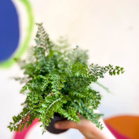 Polystichum setiferum 'Plumosum Densum' - Soft Shield Fern [Hardy Evergreen] - Sprouts of Bristol