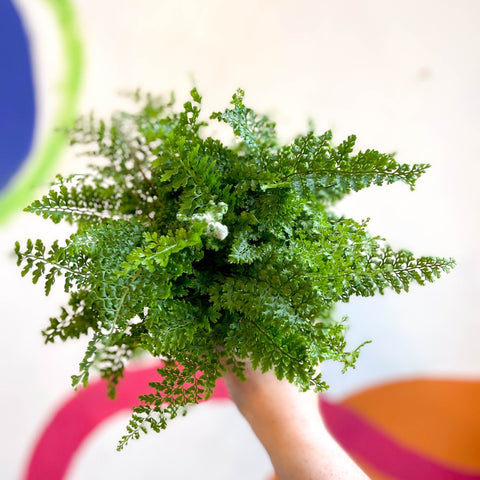 Polystichum setiferum 'Plumosum Densum' - Soft Shield Fern [Hardy Evergreen] - Sprouts of Bristol