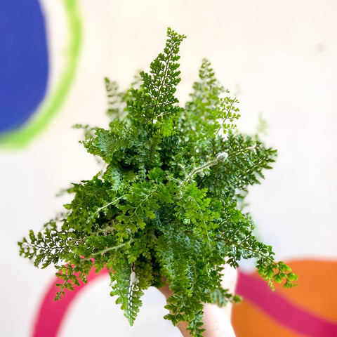 Polystichum setiferum 'Plumosum Densum' - Soft Shield Fern [Hardy Evergreen] - Sprouts of Bristol