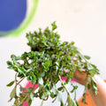 Portulaca - Purslanes - Sprouts of Bristol