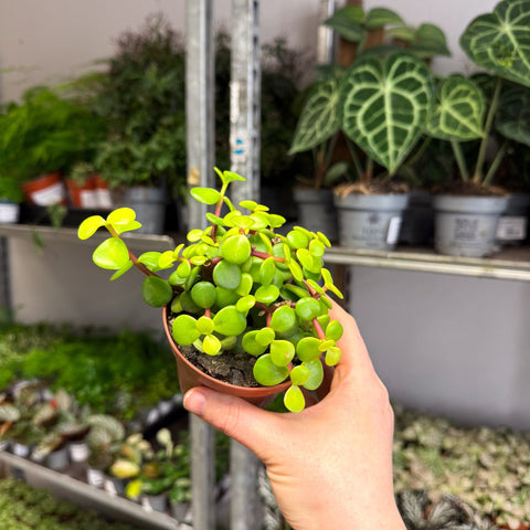 Portulacaria afra ‘Lemon’ – Lemon Elephant Bush - Sprouts of Bristol