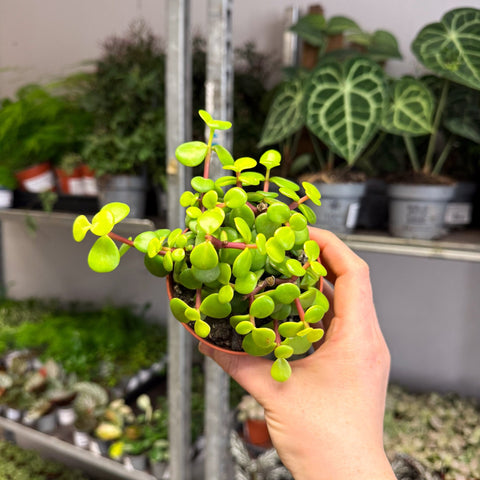 Portulacaria afra ‘Lemon’ – Lemon Elephant Bush - Sprouts of Bristol