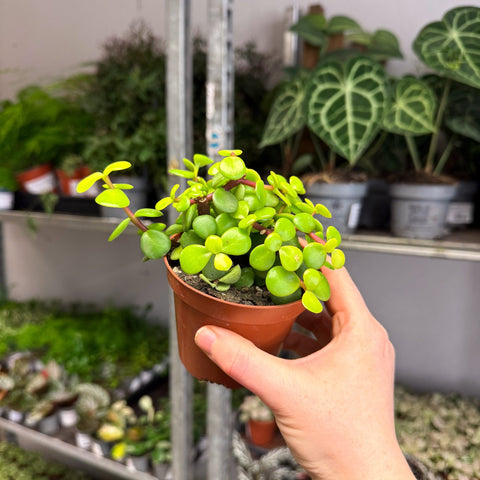 Portulacaria afra ‘Lemon’ – Lemon Elephant Bush - Sprouts of Bristol