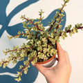 Portulacaria afra ‘Variegata’ – Variegated Elephant Bush - Sprouts of Bristol