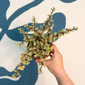 Portulacaria afra ‘Variegata’ – Variegated Elephant Bush - Sprouts of Bristol