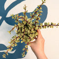 Portulacaria afra ‘Variegata’ – Variegated Elephant Bush - Sprouts of Bristol
