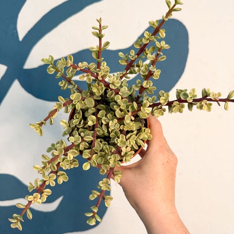 Portulacaria afra ‘Variegata’ – Variegated Elephant Bush - Sprouts of Bristol