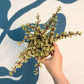 Portulacaria afra ‘Variegata’ – Variegated Elephant Bush - Sprouts of Bristol