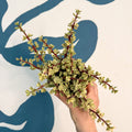 Portulacaria afra ‘Variegata’ – Variegated Elephant Bush - Sprouts of Bristol