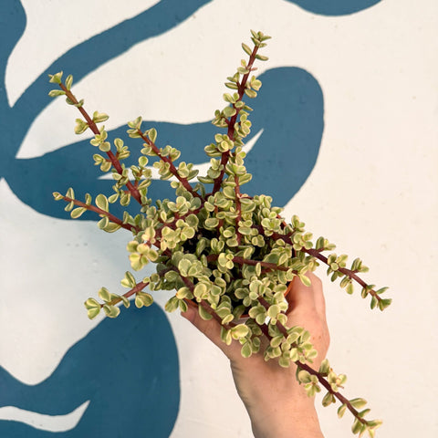 Portulacaria afra ‘Variegata’ – Variegated Elephant Bush - Sprouts of Bristol