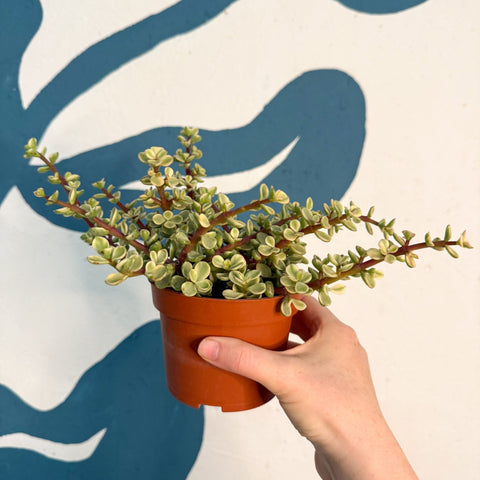 Portulacaria afra ‘Variegata’ – Variegated Elephant Bush - Sprouts of Bristol