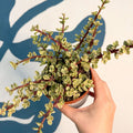 Portulacaria afra ‘Variegata’ – Variegated Elephant Bush - Sprouts of Bristol