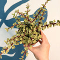 Portulacaria afra ‘Variegata’ – Variegated Elephant Bush - Sprouts of Bristol