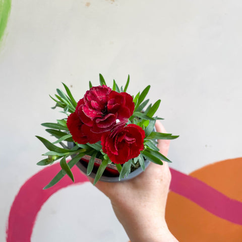 Pot Carnations - Dianthus 'Oscar Dark Red' - British Grown - Sprouts of Bristol