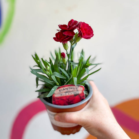 carnation indoor plant Dianthus 'Oscar Dark Red'