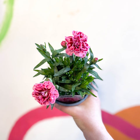 potted carnation plant Dianthus 'Oscar Pink Heart'