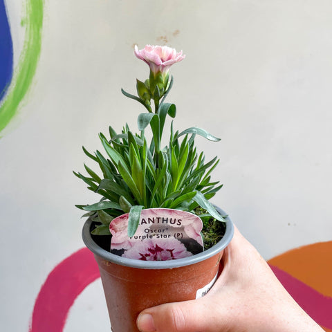 Pot Carnations - Dianthus 'Oscar Purple Star' - British Grown - Sprouts of Bristol