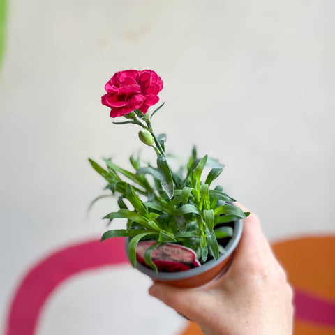 planting carnations in pots Dianthus 'Oscar Purple Wings'