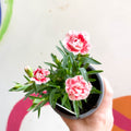 Pot Carnations - Dianthus 'Oscar White & Red' - British Grown - Sprouts of Bristol