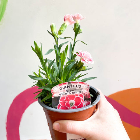 planting carnations in pots Dianthus 'Oscar White & Red'