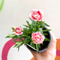 Pot Carnations - Dianthus 'Oscar White & Red' - British Grown - Sprouts of Bristol