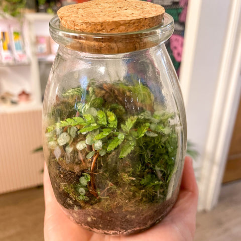 Potion Bottle - Bioactive Terrarium - Sprouts of Bristol