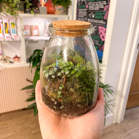 Potion Bottle - Bioactive Terrarium - Sprouts of Bristol