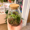 Potion Bottle - Bioactive Terrarium - Sprouts of Bristol